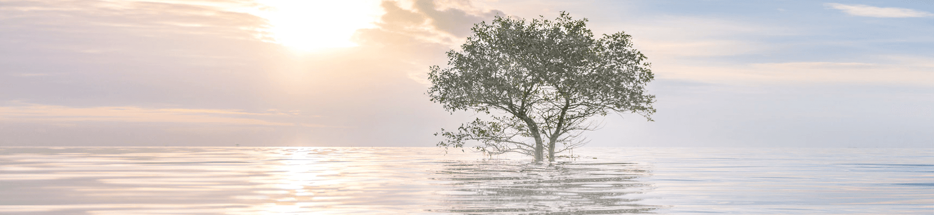 Sustainable 50 Dividend Yield